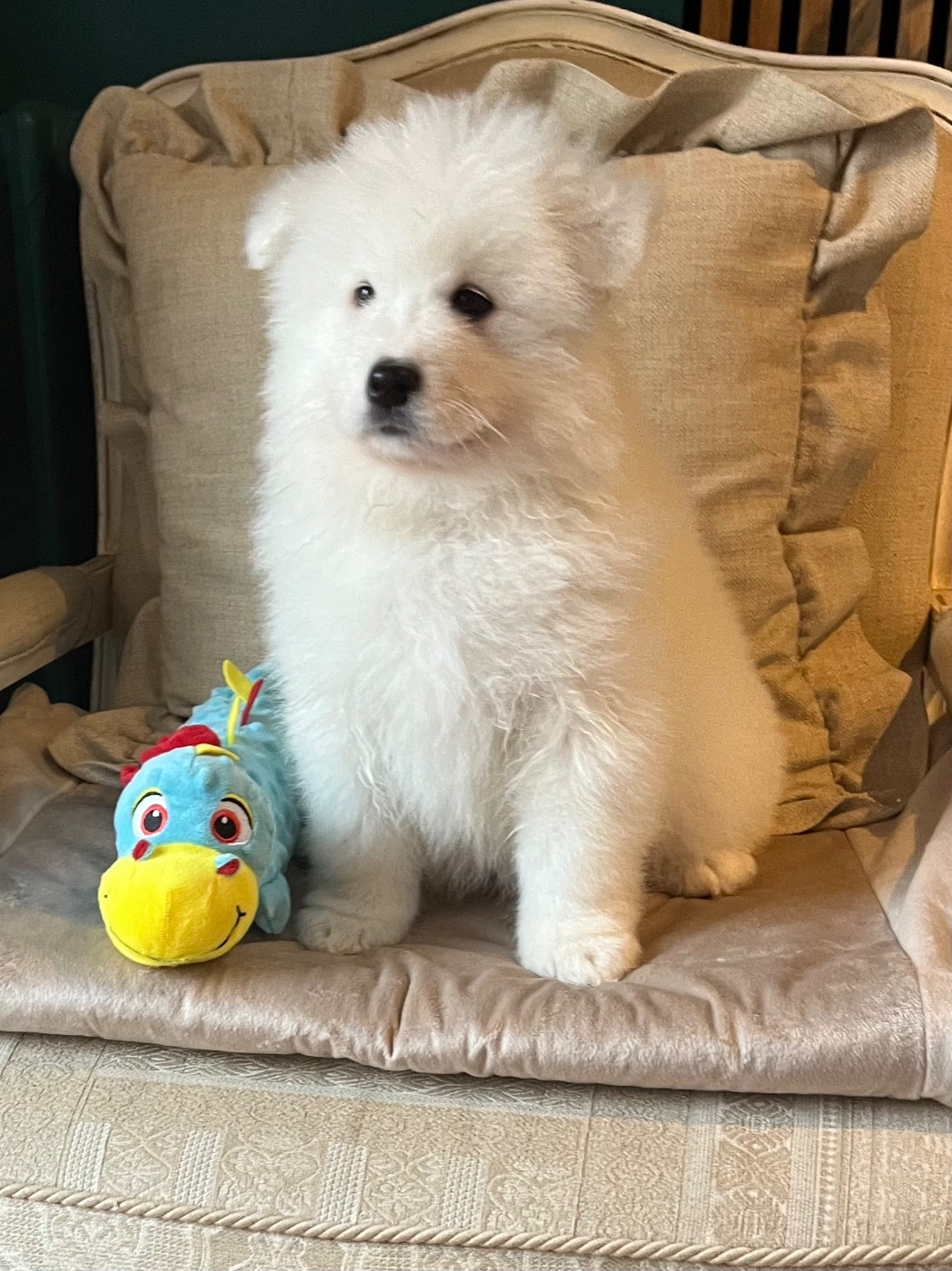 Captain Harlock - Chiots disponibles - Samoyède