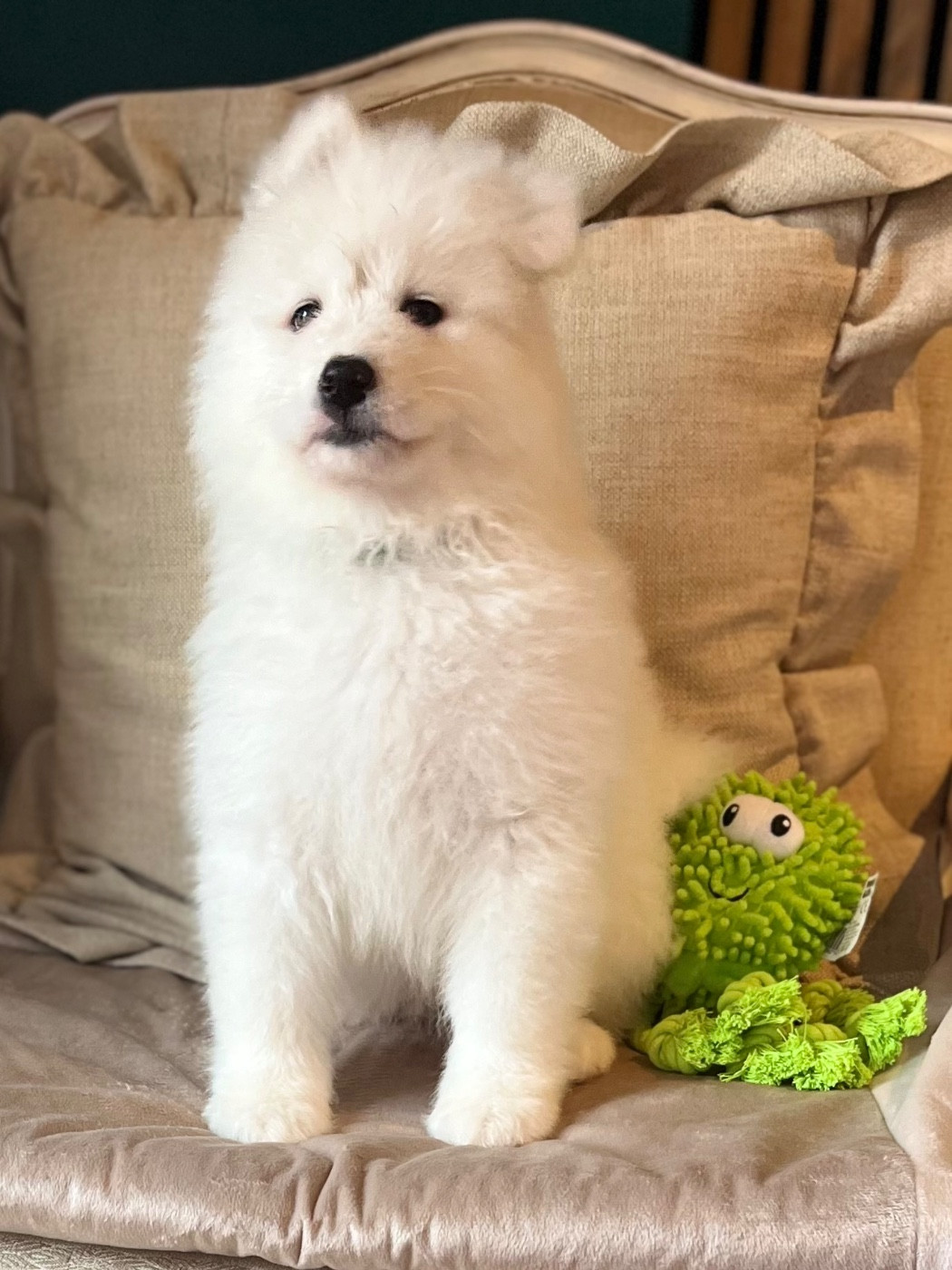 Captain Harlock - Chiots disponibles - Samoyède