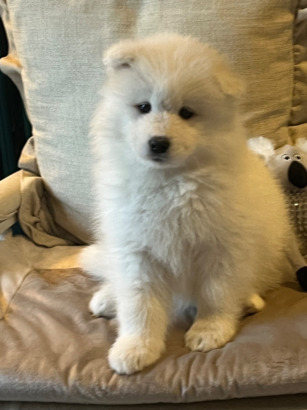 Captain Harlock - Chiots disponibles - Samoyède