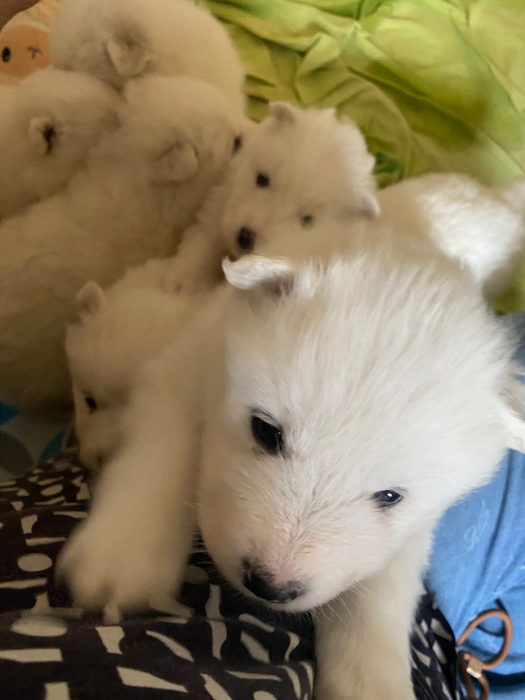 Captain Harlock - Samoyède - Portée née le 08/01/2026