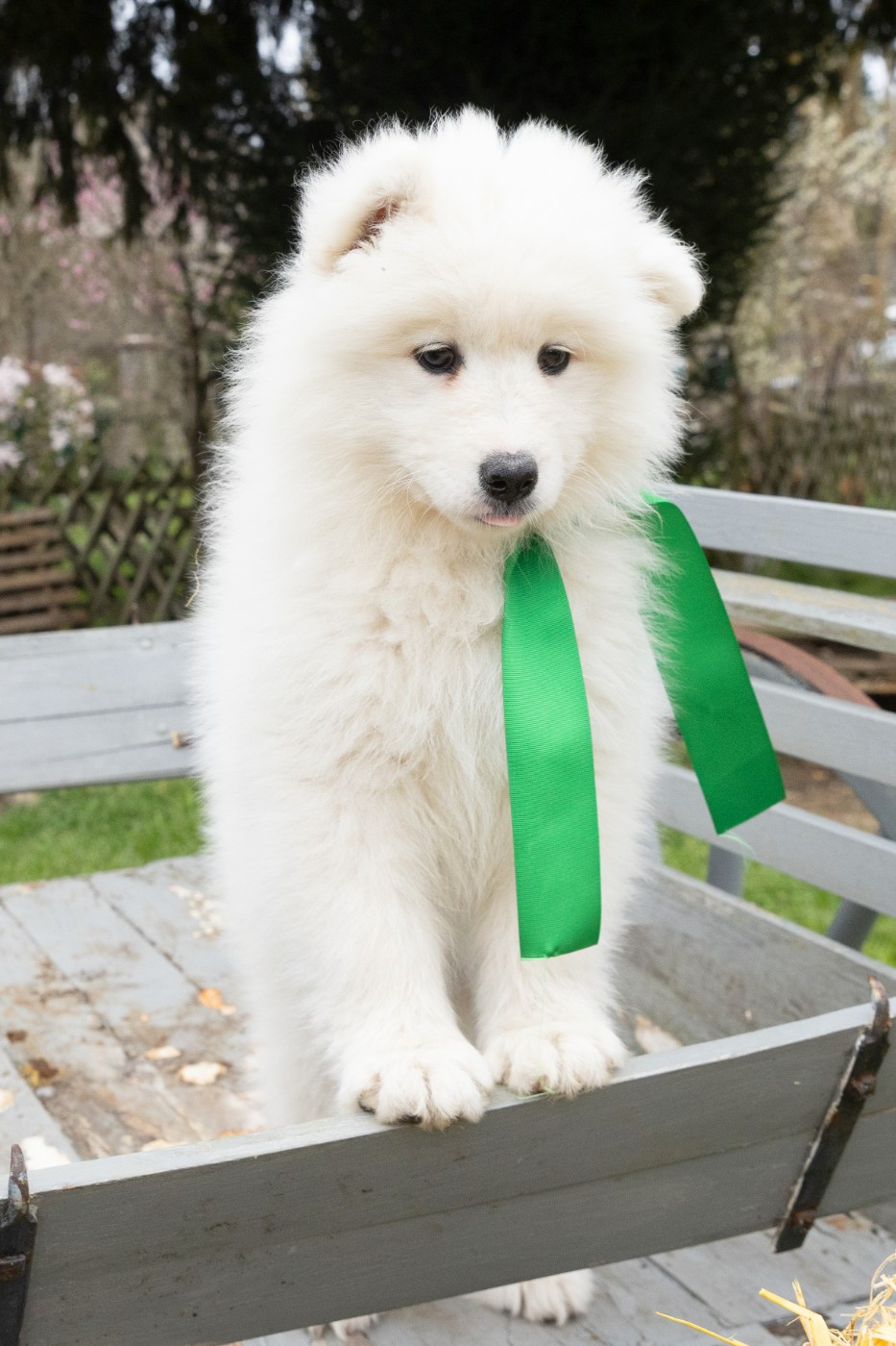 Captain Harlock - Chiots disponibles - Samoyède